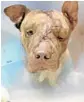  ?? SOUTH FLORIDA SUN SENTINEL FILE ?? Ollie the pit bull was found trapped in a suitcase, bleeding from more than 50 stab wounds. Vets thought he’d recover, but he died two days later.