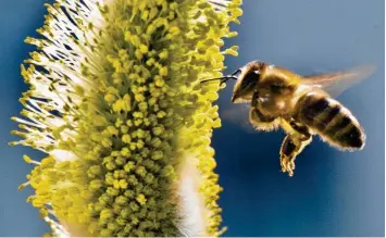  ?? Foto: Boris Roessler, dpa ?? Weidenkätz­chen locken Bienen schon früh im Jahr an.