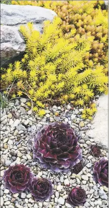  ??  ?? Above, a gold variety of sedum planted with red Sempervivu­m. Top right, more Sempervivu­m. Bottom right, a Pulsatilla coming into flower.