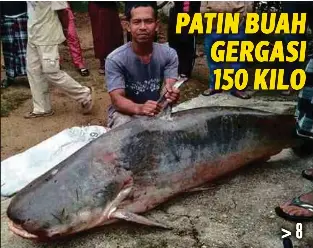 Patin Buah Gergasi 150 Kilo Pressreader