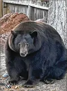  ?? BEAR LEAGUE ?? Since summer, a black bear known as Hank the Tank has made a 500-pound nuisance of himself in South
Lake Tahoe, California , breaking into more than two dozen homes to rummage for food and leaving a trail of damage behind.