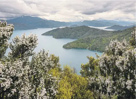  ??  ?? HIVE OF ACTIVITY: The mountains of New Zealand are home to the bees which create rejuvenati­ng manuka honey