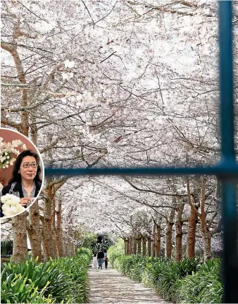  ?? TOM LEE/STUFF ?? Paul Oulton and Anne Cao were looking forward to holding this year’s third annual Waikato Cherry Tree Festival, until they put their business into liquidatio­n the day before the event was to start.