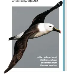  ??  ?? Indian yellow-nosed albatrosse­s have benefitted from the new vaccine.