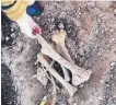  ?? COURTESY LEROY PACHECO ?? The Acequia Trail Underpass project is stalled due to the discovery of bones that appear to be those of a burro.