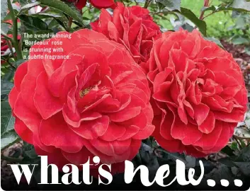  ??  ?? The award-winning ‘Bordeaux’ rose is stunning with a subtle fragrance.