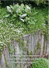  ??  ?? Creeping Pratia angulata and Marlboroug­h rock daisy ( Pachystegi­a insignis).