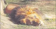  ??  ?? El león Romeo falleció a causa de un tumor maligno en el zoológico de Asunción.
