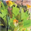  ?? FOTO: DPA ?? Wer mehrere Segelfloss­er (Pterophyll­um scalare) im Aquarium hält, braucht ein großes Becken: Ansonsten kommen sich die Tiere permanent in die Quere und bekämpfen sich.