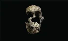  ?? Photograph: Xinhua/Alamy ?? The skull of Homo naledi, as discovered in the Rising Star cave system in South Africa.
