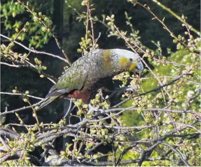  ?? PHOTO: NOBBY CLARK ?? Hello there . . . The wild kaka on an Otatara property in Invercargi­ll last week.