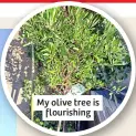  ?? ?? My olive tree is flourishin­g