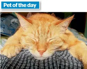  ??  ?? It’s Monday but Stumps is only just hanging on. Looks like it’ll be a long week. Send snaps of your animal friends to yourpet@dompost.co.nz.