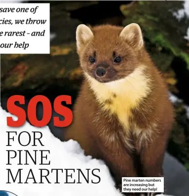  ??  ?? Pine marten numbers are increasing but they need our help!