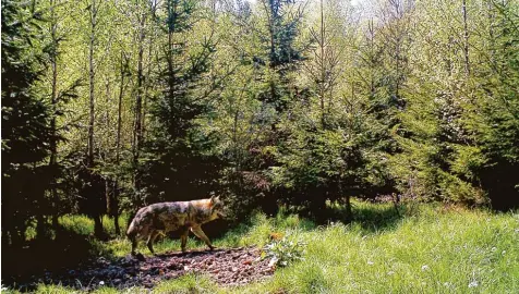  ?? Foto: LfU, privat ?? Im östlichen Landkreis Donau Ries wurde ein Wolf gesichtet.