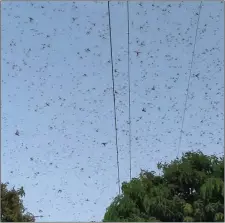  ?? PHOTO/TARIQ QURESHI
AP ?? Locusts swarm above a mango tree orchard in Muzaffarga­rh, Pakistan, Frida. Pakistani officials say an outbreak of desert locusts is spreading across the country posing a threat to food security.