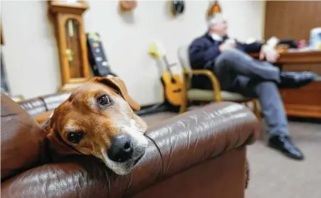  ?? Photos by Jason Fochtman / Staff photograph­er ?? Hannah Lake, a clergy therapy dog, relaxes on a chair in the office of Pastor Chris Lake at Tree of Life Luthran Church in Conroe.