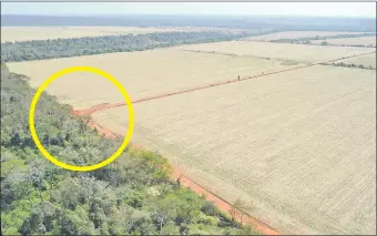  ??  ?? En círculo, el lugar donde fue emboscado Franz Hiebert Wieler, en medio de un amplio campo de cosecha, cerca de una pequeña franja de monte, en Tacuatí.