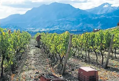  ?? JAVIER FERREYRA ?? AL SUR DEL SUR. La Patagonia comenzó su largo recorrido en materia de producción vitiviníco­la. Nadie sabe hacia dónde llegará.
