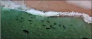  ?? WAYNE DAVIS — ATLANTIC WHITE SHARK CONSERVANC­Y VIA AP ?? In this undated photo, sharks swim close to shore off Monomoy National Wildlife Refuge in Chatham, Mass.