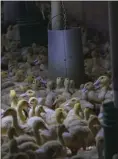  ?? THE ASSOCIATED PRESS ?? Eight-week-old Moulard ducks feed freely in a cage-free barn at Hudson Valley Foie Gras duck farm in Ferndale, N.Y. The New York City Council on Wednesday passed a bill that bans the sale of foie gras — fattened liver of a duck — at restaurant­s, grocery stores or shops.