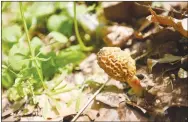  ?? FLIP PUTTHOFF NWA DEMOCRAT-GAZETTE ?? April is prime mushroom hunting time in the Ozarks. A morel mushroom is seen in sunshine before it went into Nichols’ collecting bag.