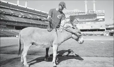  ?? John Minchillo Associated Press ?? TO BE CLEAR, this isn’t Zack Cozart’s donkey, who is named Donald. This is Amos, a stand-in for the animal that Cozart received from Reds teammate Joey Votto last season for making the All-Star team.