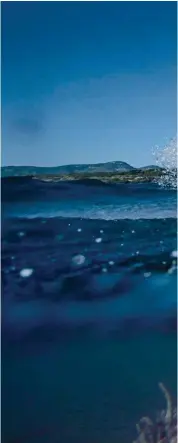  ?? © Jean Souville ?? Dans le sud Est de la France les Posidonies sont bien connues des rideurs. Ici Antony Ruenes les survole non loin du Brusc en attendant qu’elles viennent s’échouer sur le rivage.