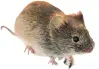  ?? FOTO: DPA ?? Die Rötelmaus überträgt das Hantavirus.