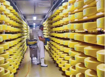  ??  ?? Das Käselager in der Naturkäser­ei Tegernseer Land: Platz für 4000 Laibe zu je fünf Kilogramm.