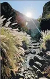  ??  ?? A STREAM trickles through Borrego Palm Canyon, a watery haven in the desert park.