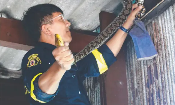  ?? Picture: AP ?? Fireman Phinyo Pukphinyo plucks a python from a garage roof in Bangkok, Thailand after responding to a distress call.