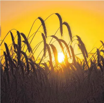  ?? FOTO: DPA ?? Getreidefe­ld im Sonnenunte­rgang: Es gibt in Deutschlan­d auch keine GVO-Pflanzen auf den Feldern.