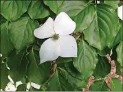  ?? WALTER REEVES ?? Kousa dogwood flowers resemble our native dogwood, but they appear in May.