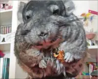  ??  ?? PROTAGONIS­TA. Chinchilla fue sedada y poco después murió.