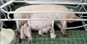  ??  ?? Farrowing crates help to protect piglets from getting stomped or laid on by the sows, which could cause death for the piglets.