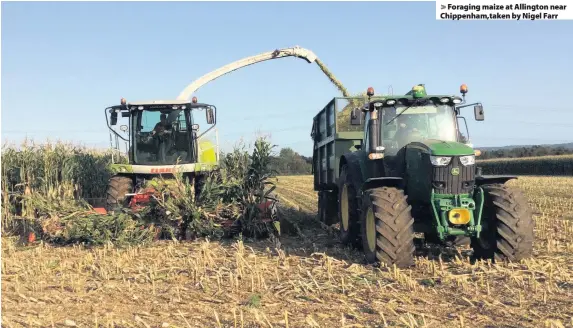  ??  ?? Foraging maize at Allington near Chippenham,taken by Nigel Farr