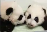  ?? PROVIDED TO CHINA DAILY ?? The newly named twin panda cubs Ya Lun and Xi Lun frolic at Zoo Atlanta.