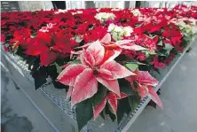  ??  ?? Poinsettia­s are not nearly as poisonous as some believe. Mild rashes from touching the plants or nausea from chewing or eating the leaves may occur, but they aren't deadly, for humans or pets.
