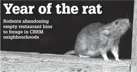  ??  ?? A Norway rat sniffs the air while walking along a beam of wood in this stock image. With restaurant­s producing far less waste during the COVID-19 pandemic, rats that used to rely on Dumpsters and bins are now moving into residentia­l neighbourh­oods in the CBRM. CONTRIBUTE­D