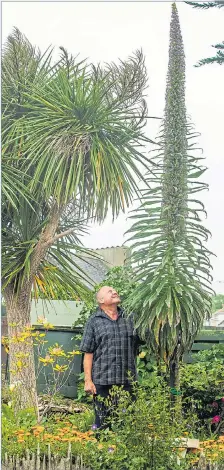  ?? Picture: SWNS ?? John Philips, 68, with the echium in his garden in Devon