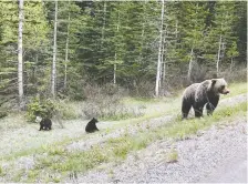  ?? JULIA TURNER BUTTERWICK/VIA THE CANADIAN PRESS ?? A Calgary family spotted this odd grizzly cub earlier this spring in Banff National Park.