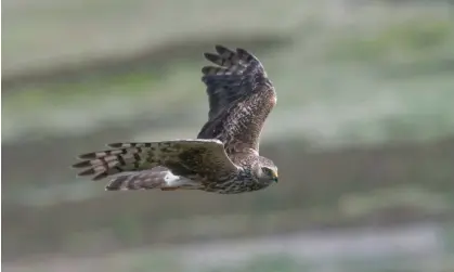  ?? ?? Hen harriers face many challenges including persecutio­n and habitat loss. Photograph: Tim Melling/National Trust/PA