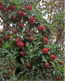  ?? ?? Marcia Macdonald took this picture of a strawberry tree at Stourhead