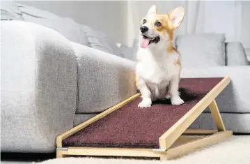  ?? ?? Short-legged breeds like corgis, Pomeranian­s, Yorkshire terriers and toy breeds can benefit from different kinds of risers, whether that means the best pet ramps or the best dog stairs.