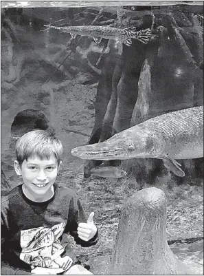  ?? Special to the Arkansas Democrat-Gazette ?? At an aquarium in Springfiel­d, Mo., Henry Foster points to an alligator gar, a species he’d like to see exalted in Arkansas.