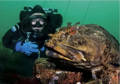  ??  ?? below right A diver encounters a male cabezon (Scorpaenic­hthys
marmoratus) guarding eggs in Edmonds Underwater Park, Seattle, Washington