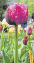  ?? FOTO: ULI DECK ?? Tulpen kommen heutzutage nur noch in Ausnahmefä­llen aus Amsterdam. Meist stammen die Pflanzen aus Farmen in Drittweltl­ändern.