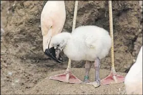  ?? CONTRIBUTE­D BY ZOO ATLANTA ?? Both male and female flamingos produce a substance called “crop milk” that they feed to their young.