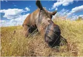  ?? NICO JACOBS NYT ?? At least nine rhinos have been poached in South Africa’s North West province during the pandemic.